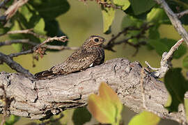 Lesser Nighthawk