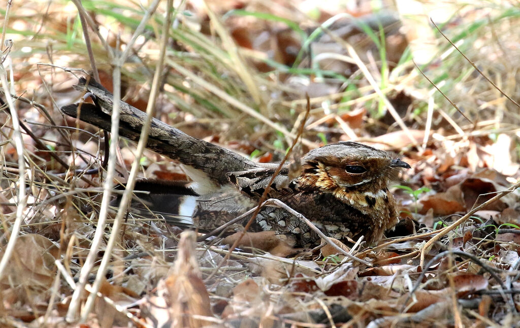 Fiery-necked Nightjar