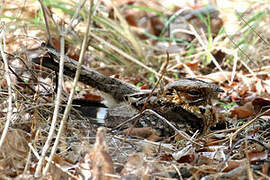 Fiery-necked Nightjar