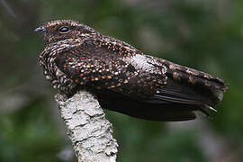 Blackish Nightjar