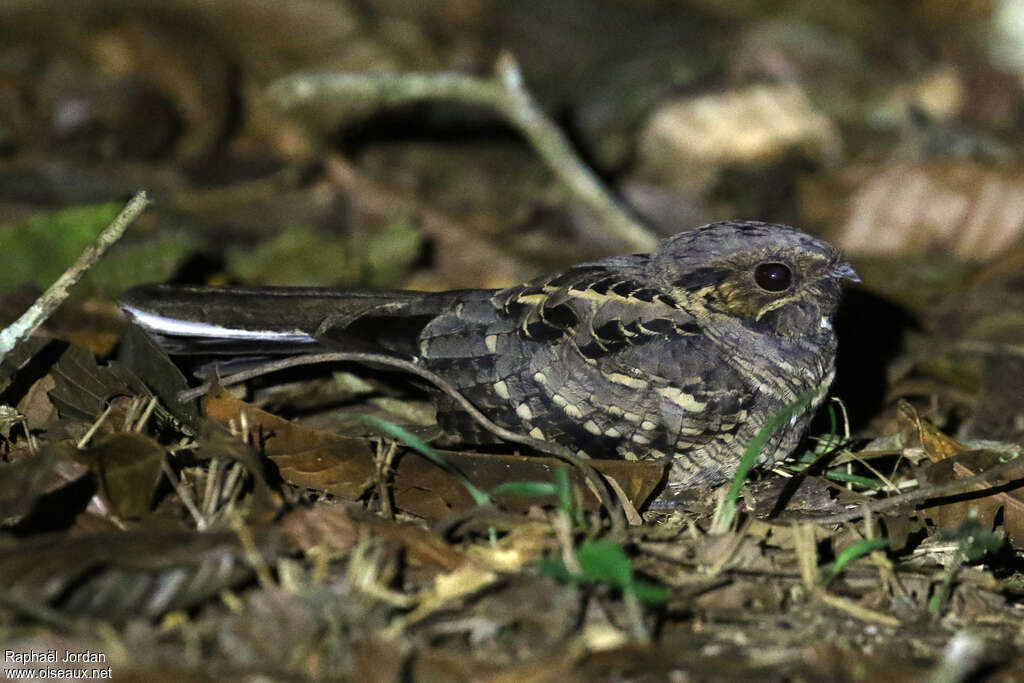 Pauraque male adult, identification