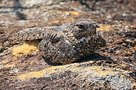 Pygmy Nightjar