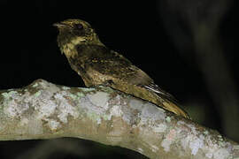 Rufous Nightjar