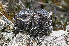 Satanic Nightjar