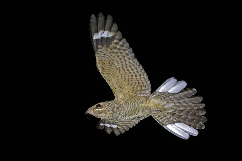 Plain Nightjar male adult
