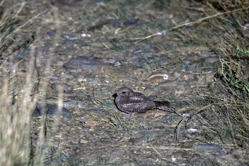 Plain Nightjar