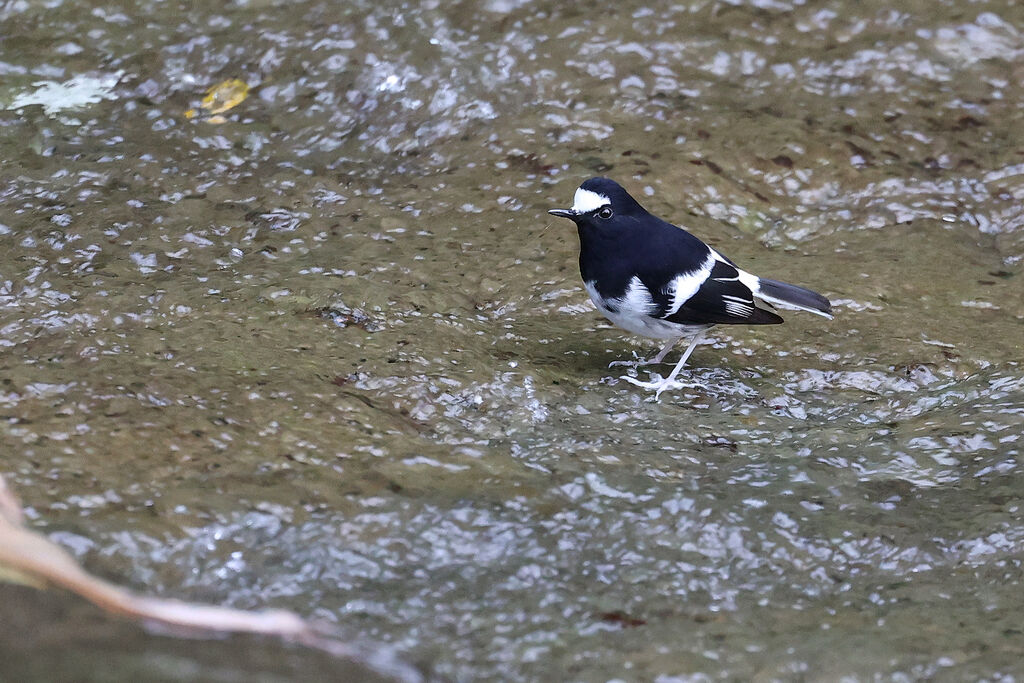 Little Forktail