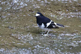 Little Forktail