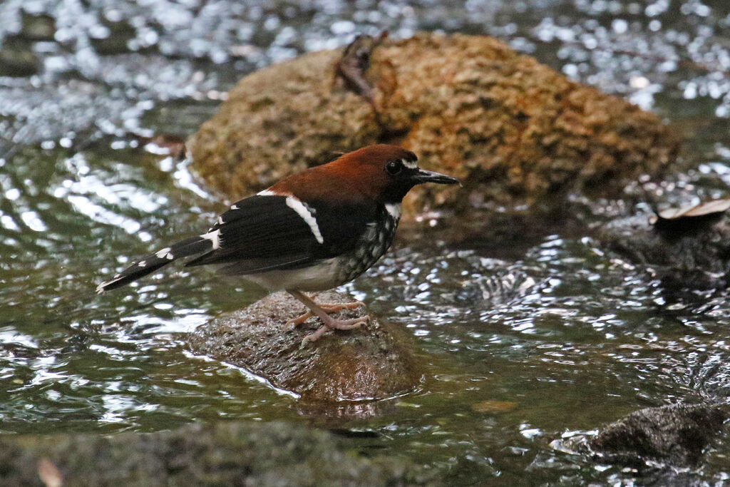 Chestnut-naped Forktail male adult