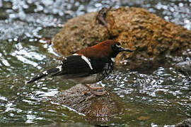 Chestnut-naped Forktail