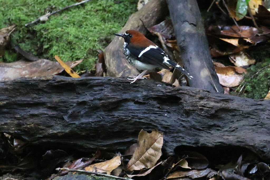 Chestnut-naped Forktail male adult