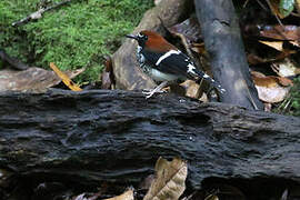 Chestnut-naped Forktail