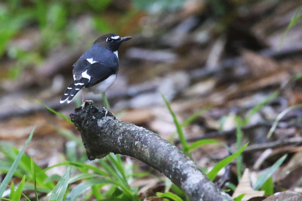 Sunda Forktail female adult