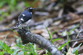 Sunda Forktail