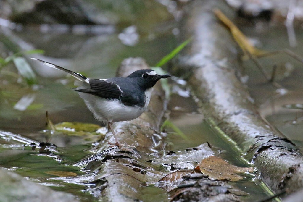 Sunda Forktail male adult