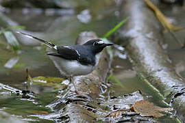 Sunda Forktail