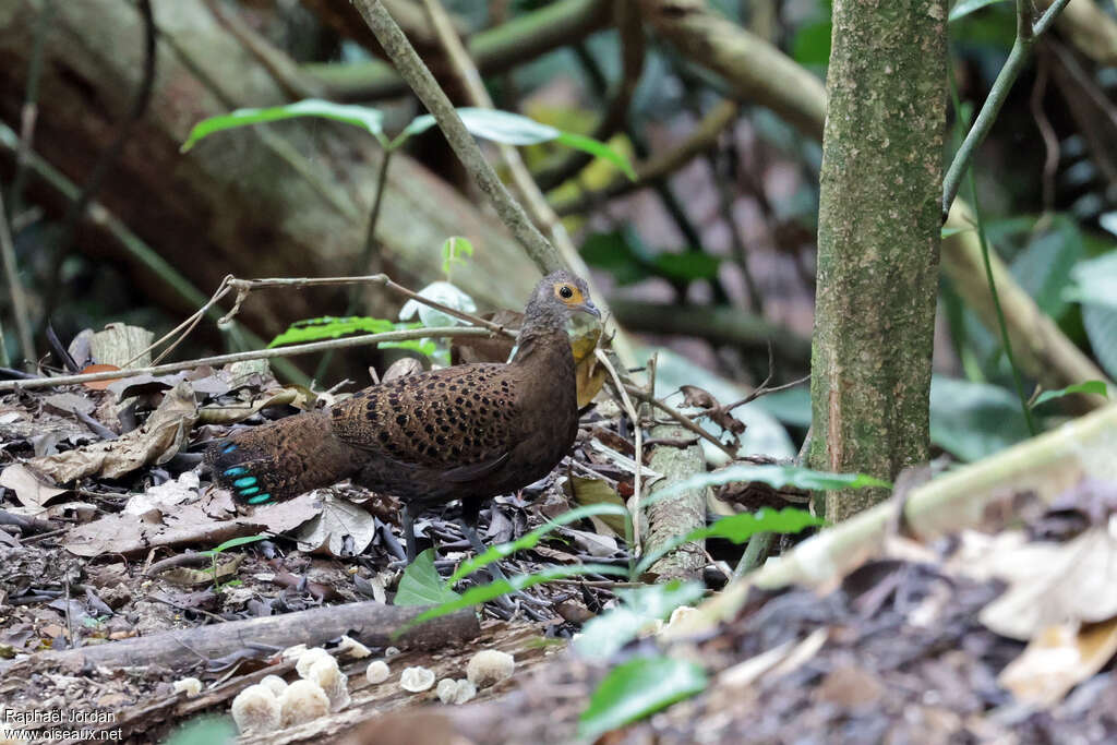 Bornean Peacock-Pheasant female adult