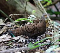 Bornean Peacock-Pheasant