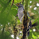 Épervier bicolore
