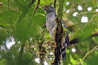 Épervier bicolore