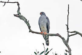 Ovambo Sparrowhawk