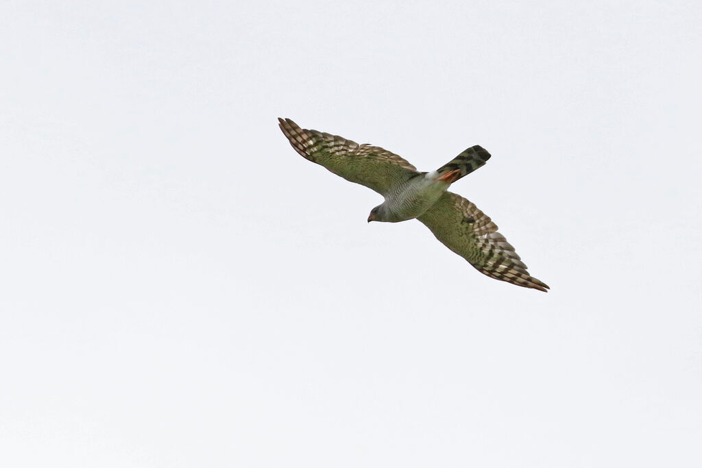 Ovambo Sparrowhawkadult