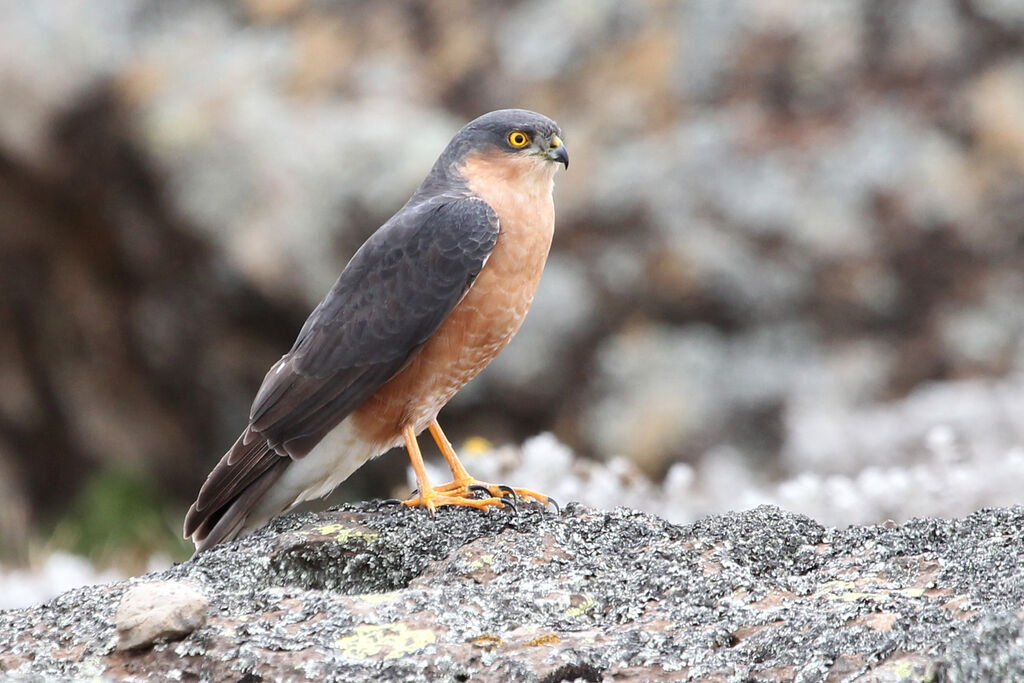 Rufous-breasted Sparrowhawkadult