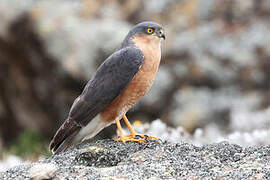 Rufous-breasted Sparrowhawk