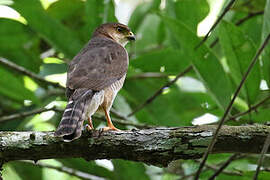 Tiny Hawk