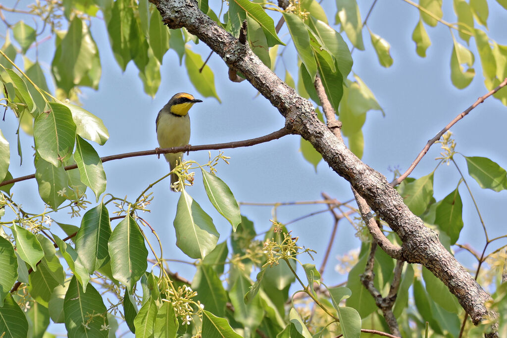 Érémomèle à cou noir