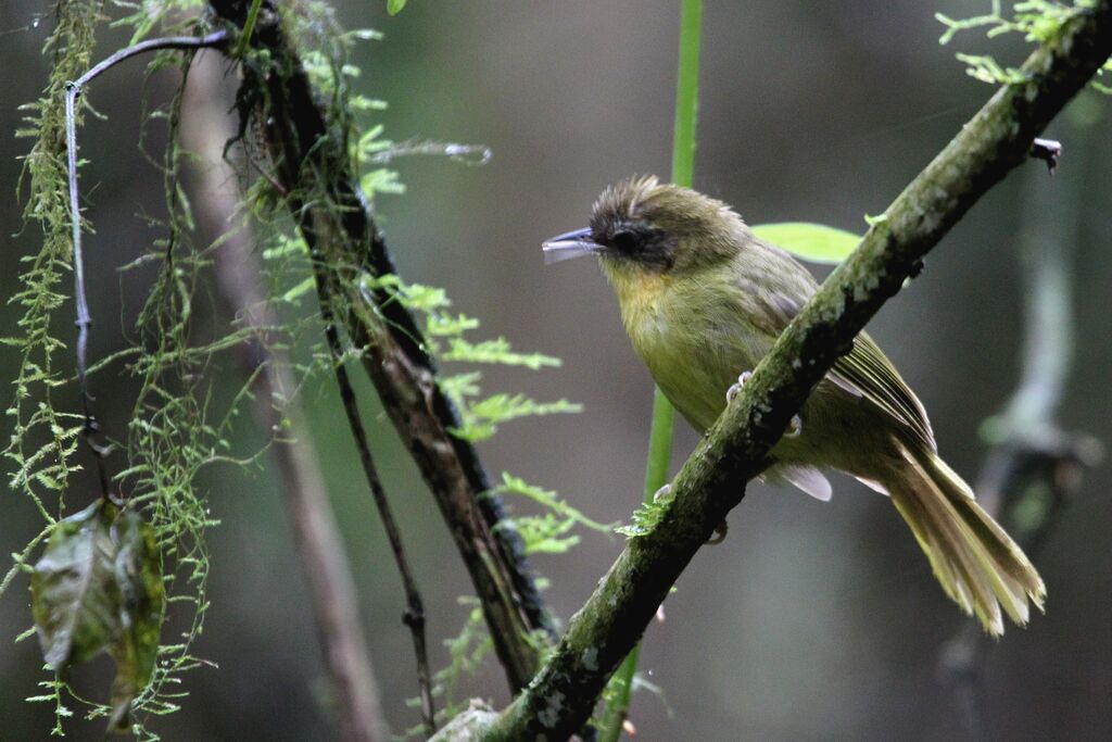 Wedge-tailed Jery