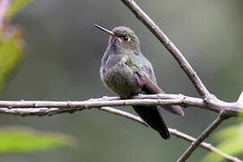 Buff-thighed Puffleg