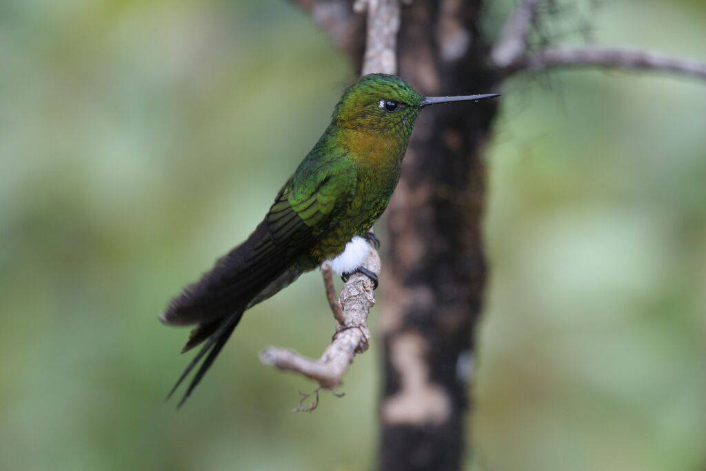 Sapphire-vented Pufflegadult