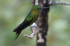 Sapphire-vented Puffleg