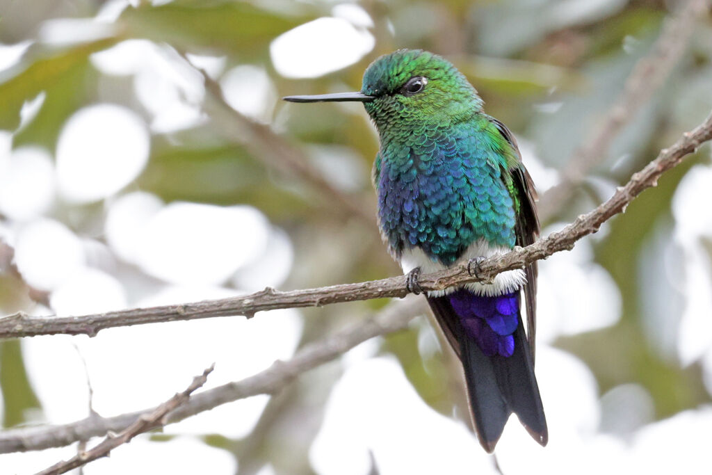 Sapphire-vented Pufflegadult