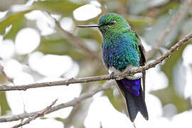 Sapphire-vented Puffleg