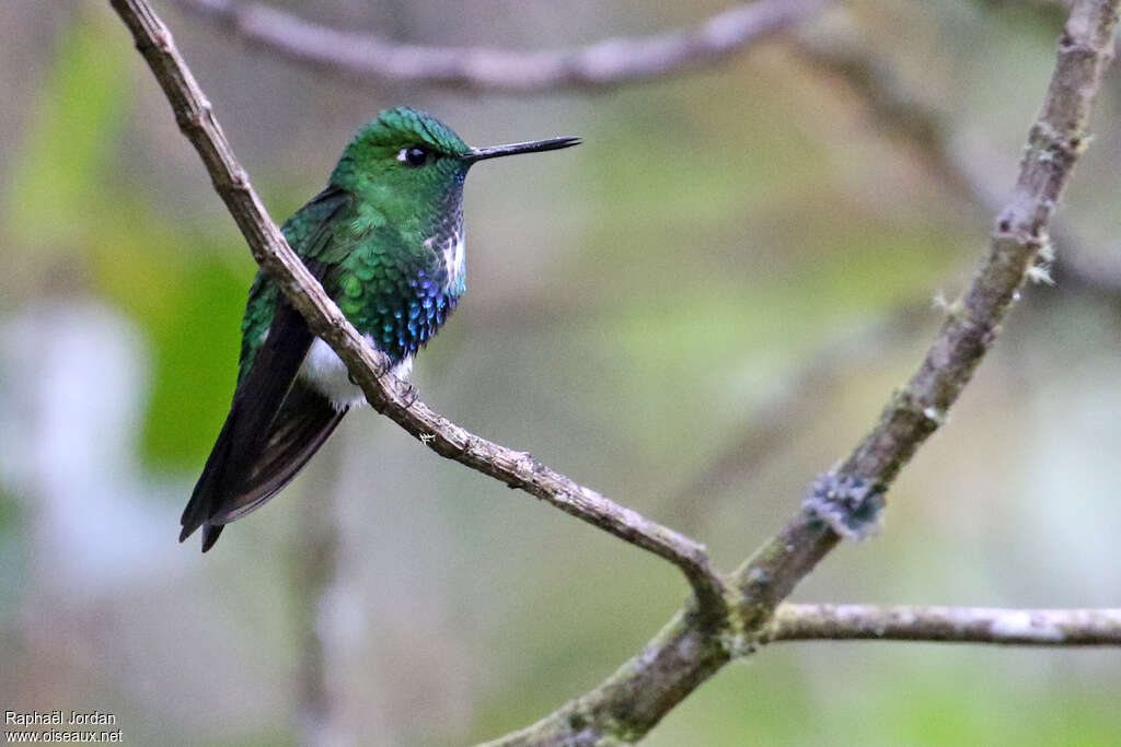 Emerald-bellied Pufflegadult, identification