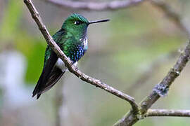 Emerald-bellied Puffleg