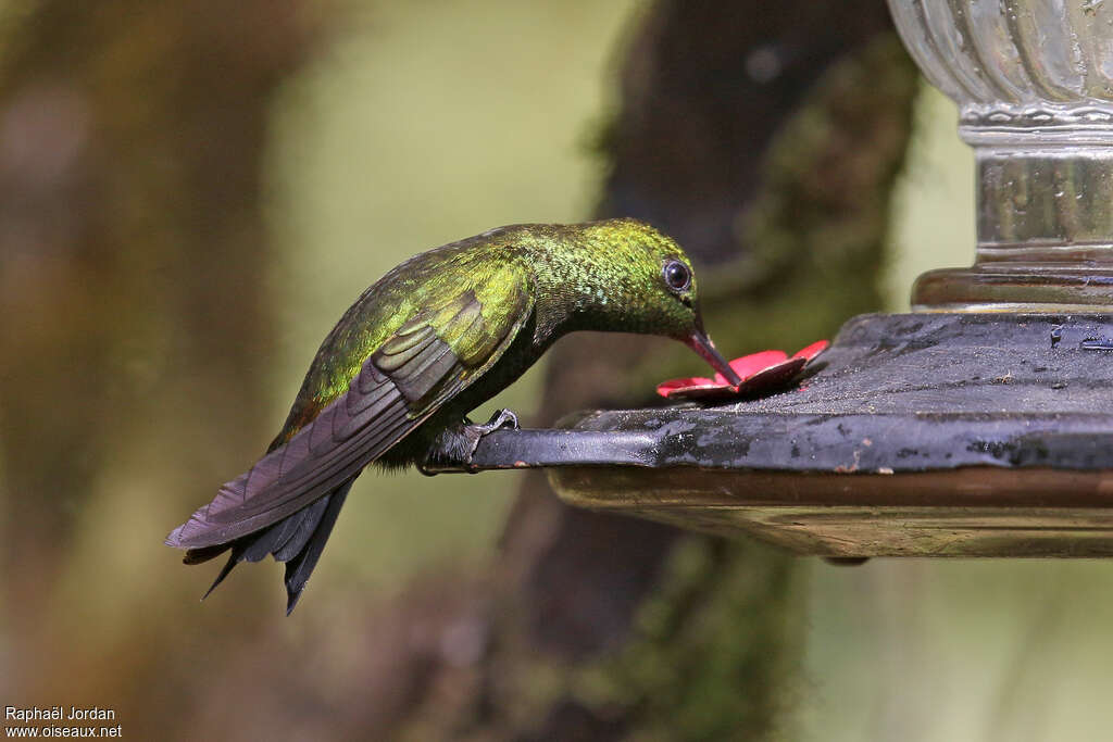 Black-thighed Puffleg male adult breeding, pigmentation, drinks