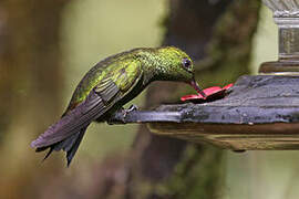 Black-thighed Puffleg