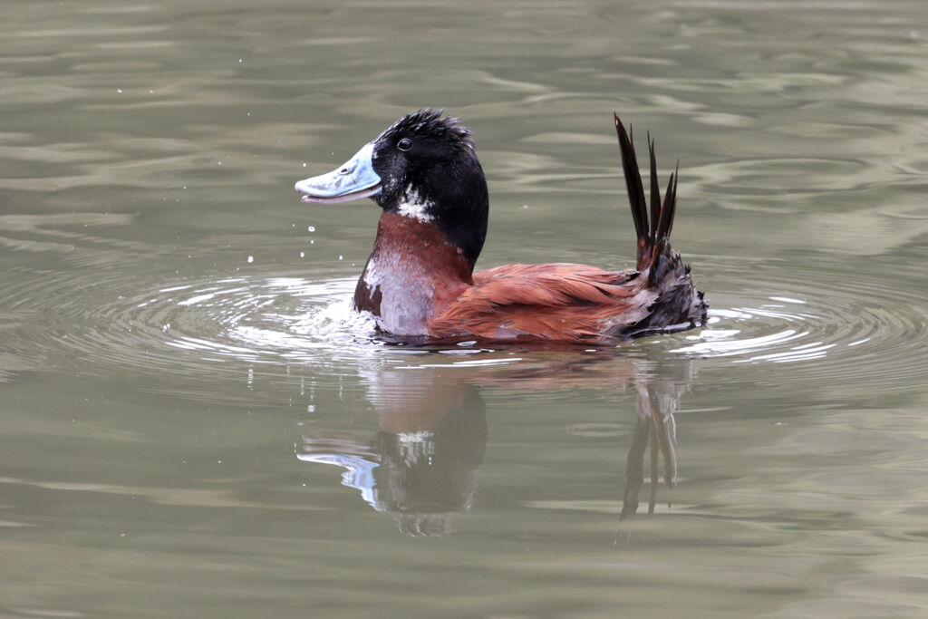 Andean Duck male adult breeding, courting display