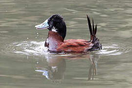 Andean Duck