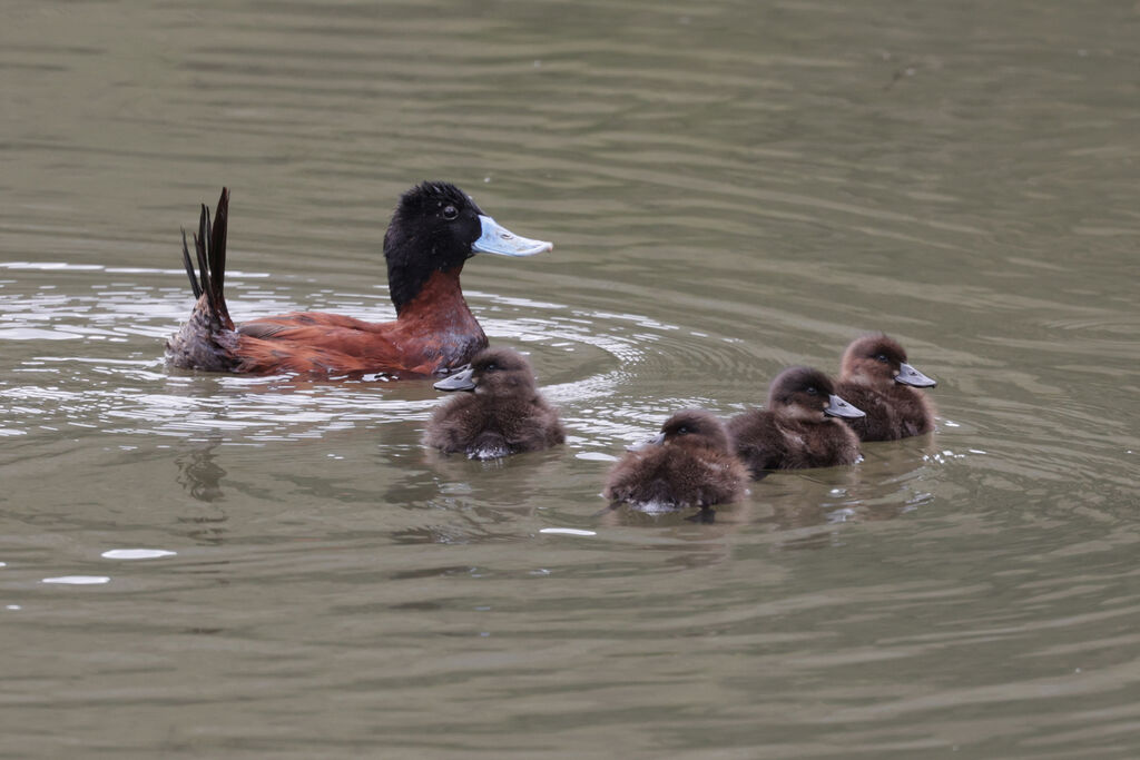 Andean Duck