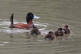 Andean Duck