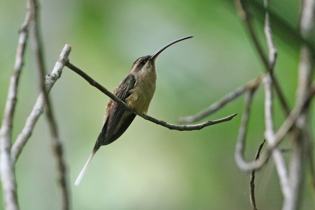 Long-tailed Hermit