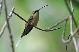 Long-tailed Hermit