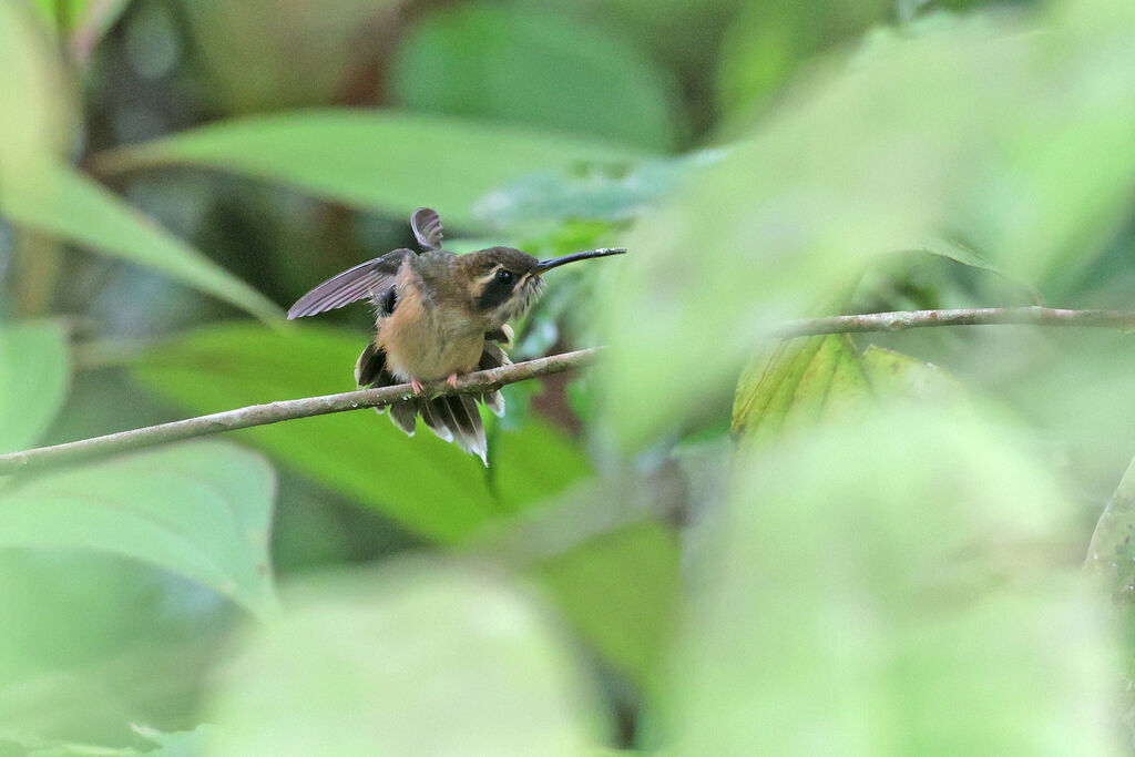 Stripe-throated Hermitadult