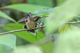 Stripe-throated Hermit