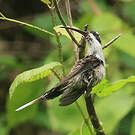 Ermite anthophile