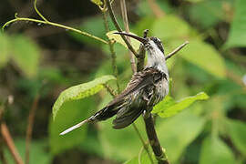 Pale-bellied Hermit